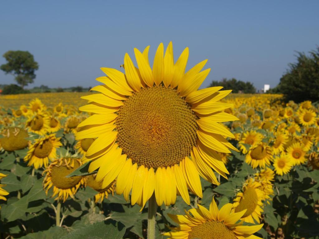 Azienda Agrituristica Il Poggetto Delle Spighe Vila Collesalvetti Quarto foto